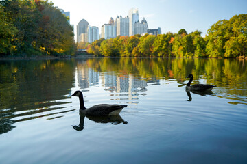 Skyline and reflections of midtown Atlanta, in Lake from Piedmont Park, with Geese