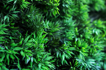 Green grass as background for designers