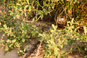 Obraz premium a glass of wine stands on the sand in the grass, selective focus