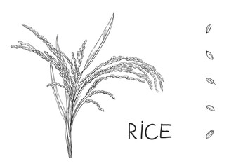 Hand drawn sketch black and white of rice, ear, leaf, grain. Vector illustration. Elements in graphic style label, card, sticker, menu, package. Engraved style illustration.