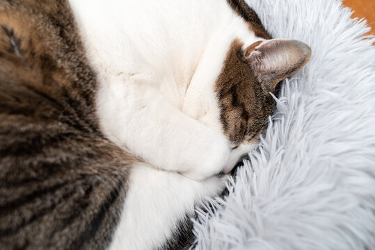 丸まって眠る　キジトラ猫