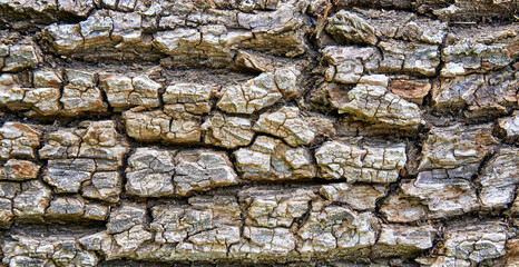 Rough tree bark texture as a nature background.