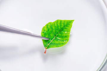 Green fresh natural leaf in laboratory dish, tray