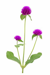 Amaranth flower with isolated on white background