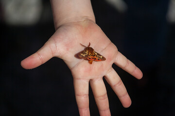 Moth in a child's hand