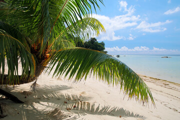 Kokospalme am Sandstrand, Insel Mahe, Seychellen, Afrika