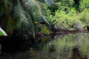 Tropische Pflanzen in einem kleinen Teich, Seychellen, Afrika
