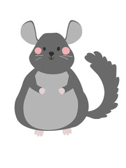 chinchilla