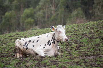 Holstein cow resting on a muddy field. copy space