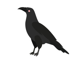 crow 