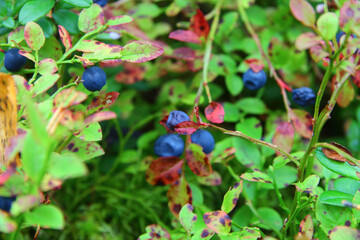 forest berries in the forest of karelia