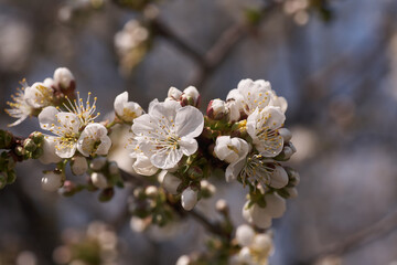 Close up white cherry blossom tree in the spring