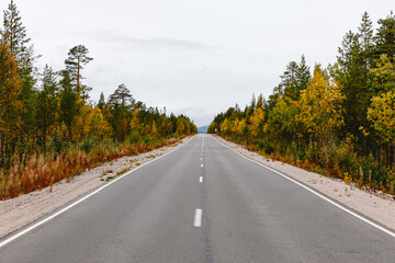beautiful asphalt road surrounded by forest