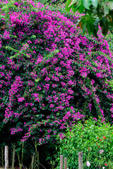 Bougainvillea oder Drillingsblume  (Nyctaginaceae) Strauch mit vielen Blüten