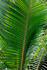 Grüne Palmblätter, Tropenpflanze, detail, Nahaufnahme