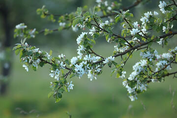 abstract apple tree flowers background, spring blurred background, branches with bloom