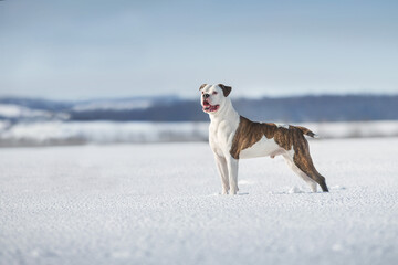 American bulldog free run in snow field