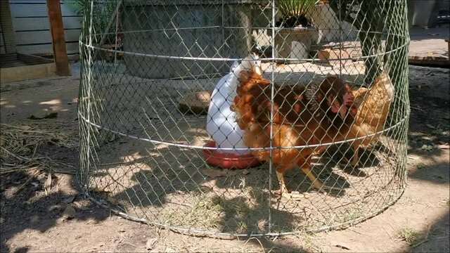 Two chickens walk in a coop