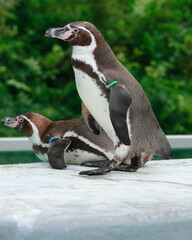 Obraz premium penguin on the rocks