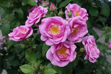 Multiple pink semi double flowers of roses in May