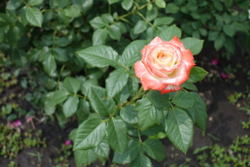 Single flower of red and white rose in June