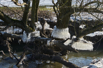bizarre Eisformationen an Stamm einer Weide (Salix) über Fluß, Eiszapfen, Wetter, Wetterau, Hessen, Deutschland