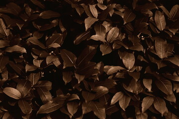 Dark and brown leaves background in nightfall as the abstract foliage textured and dusk leaf background
