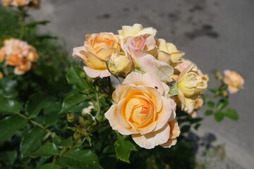 Half opened peach colored flowers of rose in May