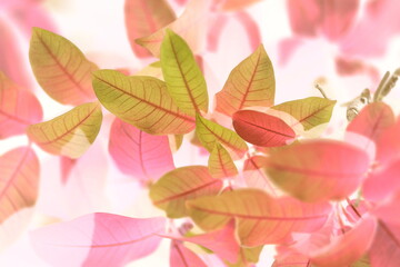 Colorful pink and soft green leaves background and romance leaf textured