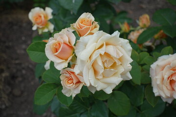 Pale orange flowers of rose in July