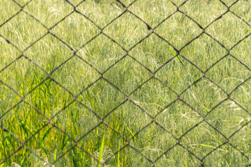 Wild green field and old mesh netting