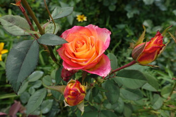 2 buds and flower of pink and orange rose in July