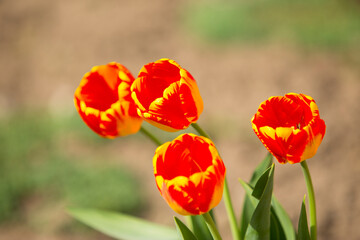 Obraz premium Tulip in the park in springtime 