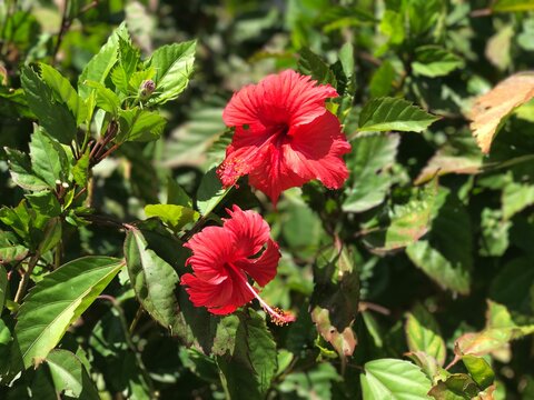 fiore flowers rosso
