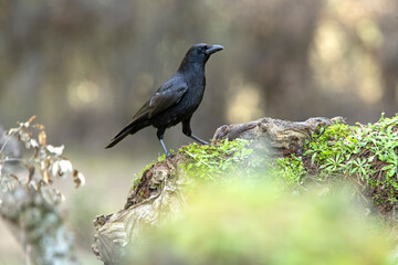Carrion crow with the last lights of day in an oak and pine forest in winter