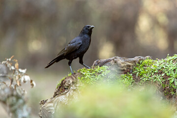 Carrion crow with the last lights of day in an oak and pine forest in winter