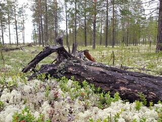 firewood in the forest