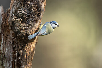 Blue tit with the last lights of day in an oak and pine forest in winter