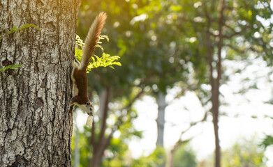 Feed the squirrels on the trees in the park with bananas.