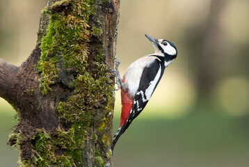 Female Great spotted woodpecker with last daylight in a pine and oak forest