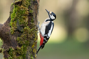 Female Great spotted woodpecker with last daylight in a pine and oak forest - obrazy, fototapety, plakaty