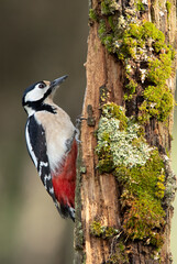Female Great spotted woodpecker with last daylight in a pine and oak forest