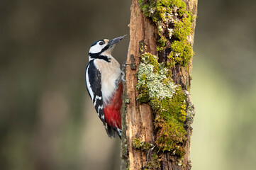 Female Great spotted woodpecker with last daylight in a pine and oak forest