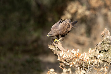 Common buzzard with the last lights of day in a pine and oak forest