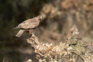 Common buzzard with the last lights of day in a pine and oak forest