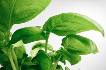 Growing leaves of micro green plant macro