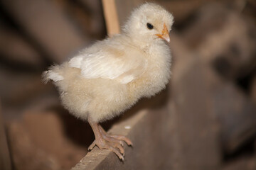 Chick