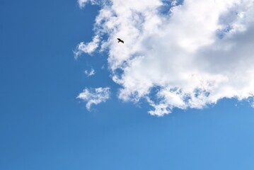 春　渡良瀬の空　風景　鳥