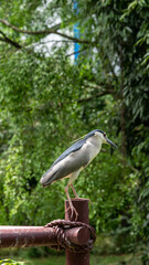 Black crowned night heron in Jurong Bird Park Singapore
