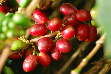 The beauty of red coffee cherries on tree